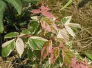 acer negundo Flamingo