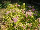 spiraea Goldmound