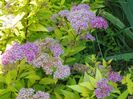 spiraea Goldmound