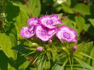 dianthus barbatus