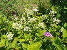 hydrangea pan. Early Sensation
