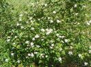 clematis Summer Snow