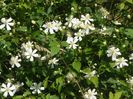 clematis Summer Snow