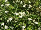 clematis Summer Snow