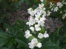 philadelphus Snowbelle