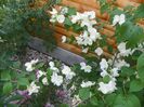 philadelphus Snowbelle
