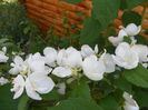 philadelphus Snowbelle