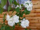 philadelphus Snowbelle