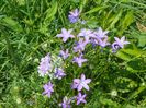 campanula patula