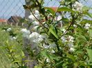 deutzia Codsall Pink