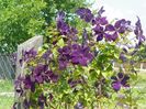 clematis Negritjanka