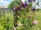 clematis Negritjanka