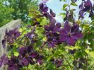 clematis Negritjanka