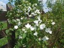 philadelphus Schneesturm