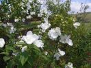 philadelphus Schneesturm