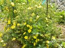 potentilla Goldfinger
