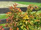 physocarpus Amber Jubilee