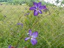 clematis Venosa Violacea