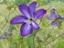 clematis Venosa Violacea