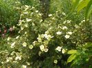 potentilla Primrose Beauty