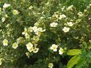 potentilla Primrose Beauty