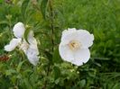 philadelphus Beauclerk