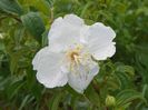 philadelphus Beauclerk