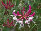 lonicera Belgica select