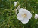 philadelphus Beauclerk