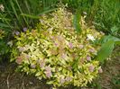 spiraea Golden Princess