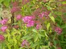 spiraea Crispa