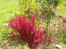 berberis Orange Rocket si Conditorium