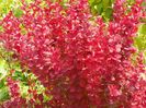 berberis Orange Rocket
