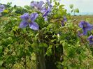 clematis Prince Charles