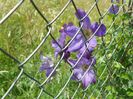 clematis Solina