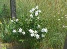 philadelphus Karolinka