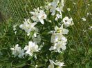philadelphus Karolinka
