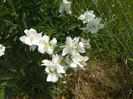 philadelphus Karolinka