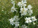 philadelphus Karolinka