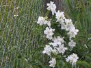 philadelphus Karolinka