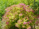 spiraea Magic Carpet