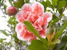 Punica Granatum
