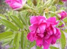 Rosa