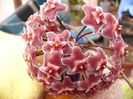 Hoya Pubicalix