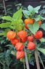 PHYSALIS alkekengi - Papalau-Lampion Chinezesc - 30 seminte - 5 RON