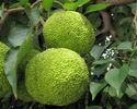Maclura Pomifera