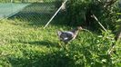 IMG-20170620-WA0002