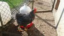 IMG-20170620-WA0030