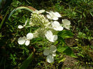 Hortensia