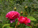 Sophys rose si Ghypsophyla